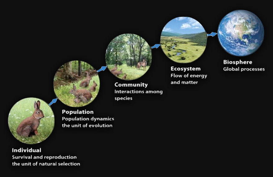 Hierarchical organization of ecology